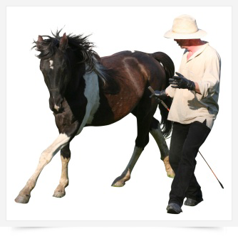 má cesta ke koním a s koňmi