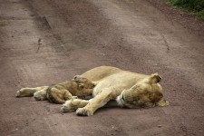 Lvi z Keni