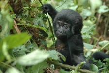 Gorilí mládě v Ugandě
