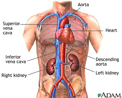 aorta - krev