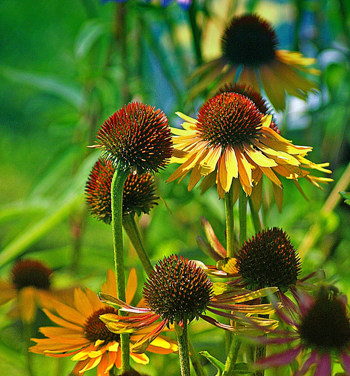 Rudbekie