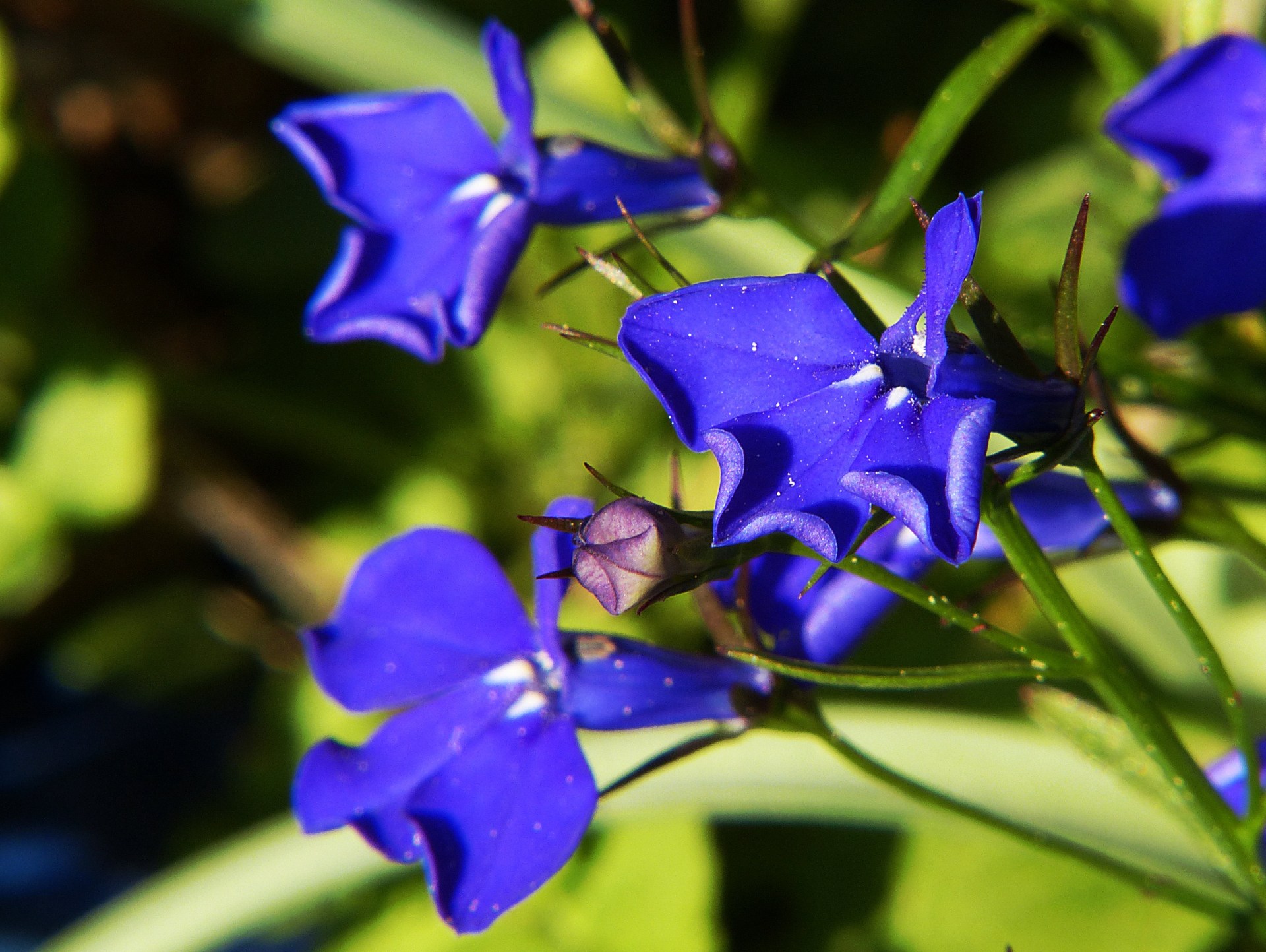 Lobelia