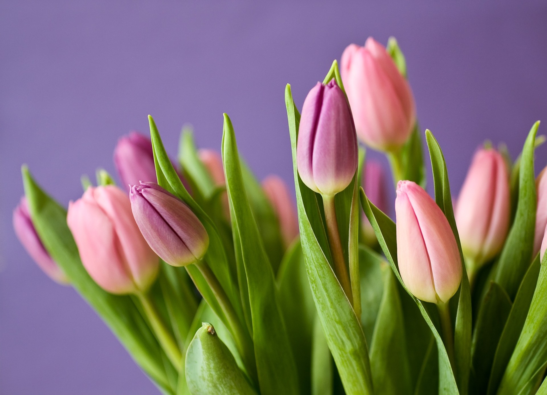 Krásné tulipány