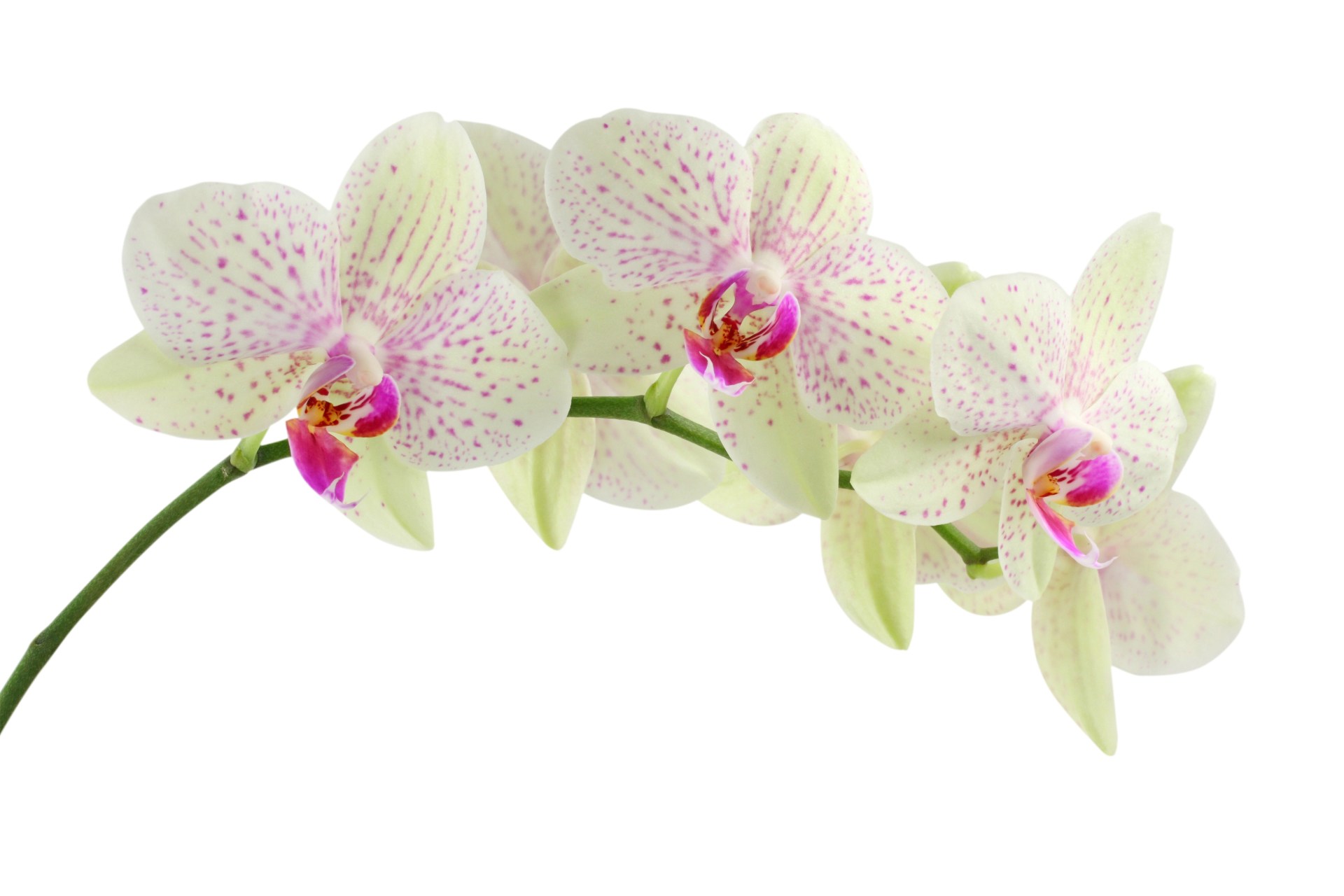 Jak pěstovat orchidej
