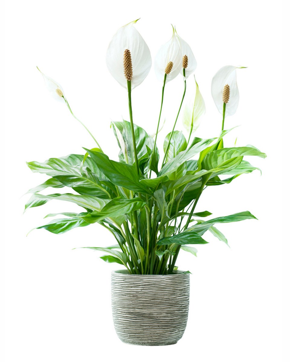 Spathiphyllum