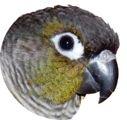 Papoušek pyrura